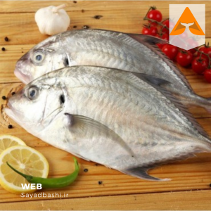 خرید ماهی مقوا سفید