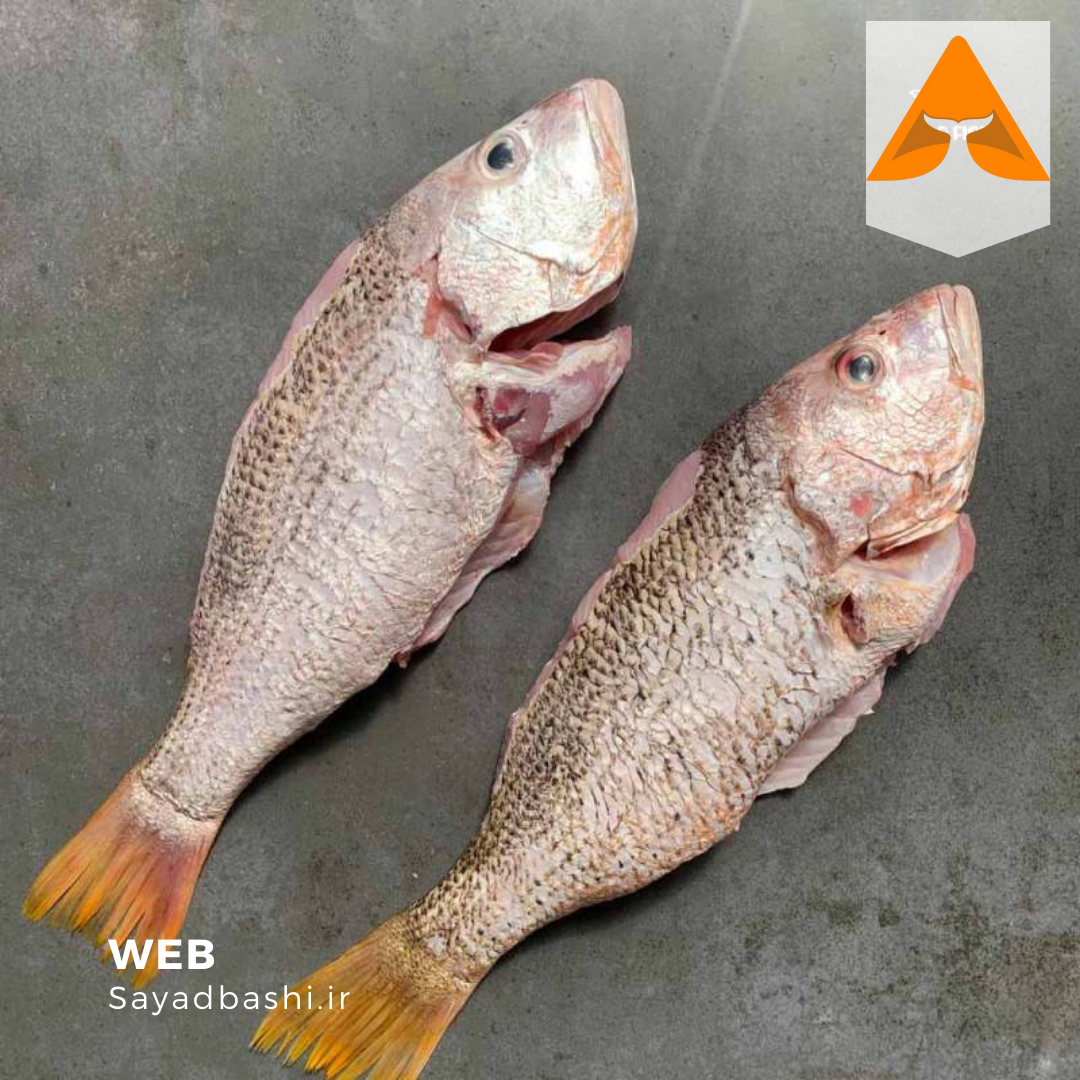 ماهی سرخو محلی