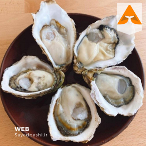 خرید صدف اسکالوپ