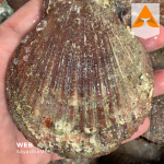 خرید صدف اسکالوپ