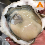 خرید صدف اسکالوپ