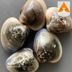 خرید صدف دوکفه ای