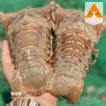 لابستر سرپهن تازه جنوب | صید روز بندرعباس | صیادباشی