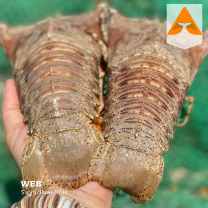 خرید لابستر سرپهن