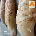 خرید لابستر شاخدار