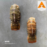 خرید لابستر شاخدار