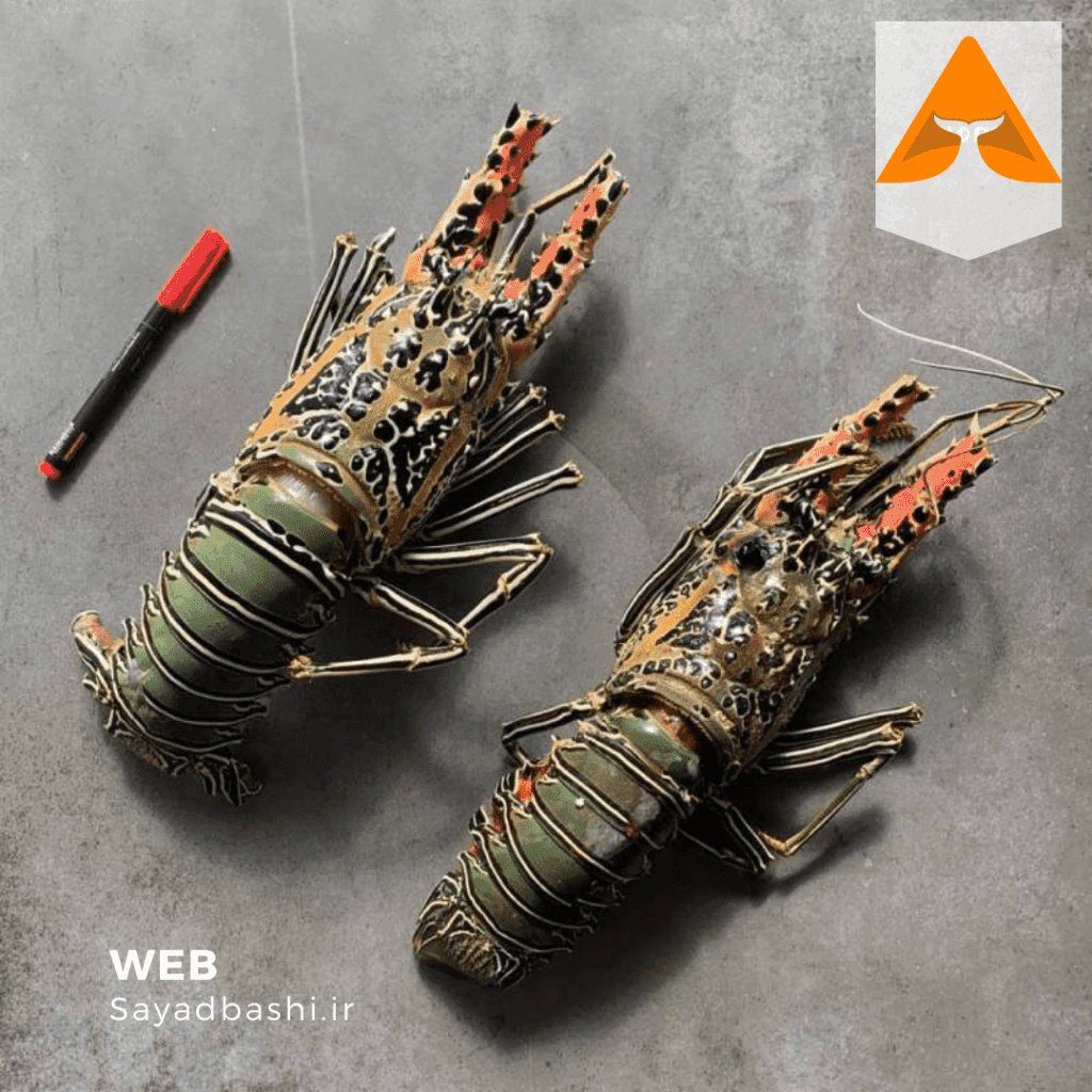 خرید لابستر شاخدار