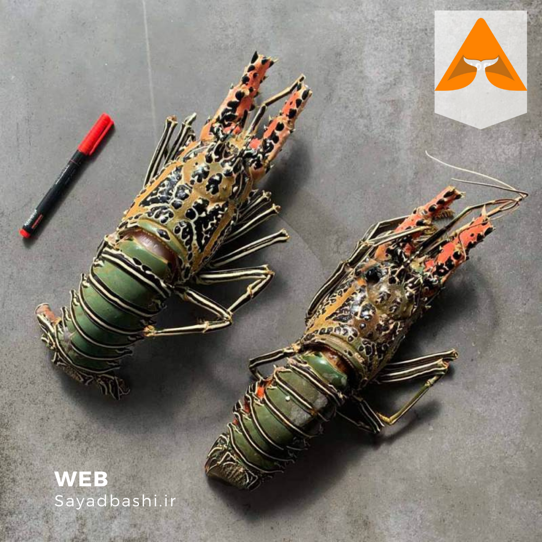 خرید لابستر شاخدار