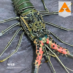 خرید لابستر شاخدار