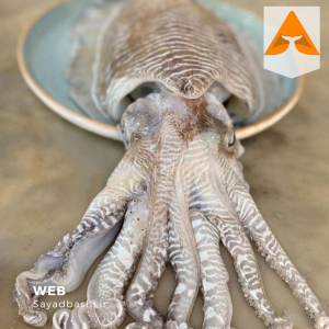 خرید ماهی مرکب