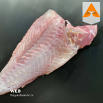 ماهی هاموور