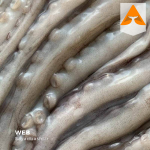 خرید هشت پا