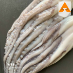 خرید هشت پا