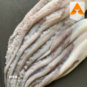 هشت پا تازه پاک‌شده جنوب | صید روز بندرعباس | صیادباشی